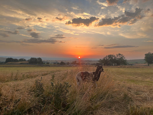 What We Wish We Knew Before Starting A Smallholding