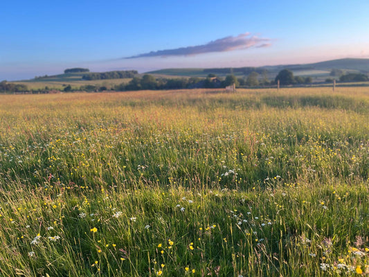 The Joy of Growing Your Own Species Rich Hay