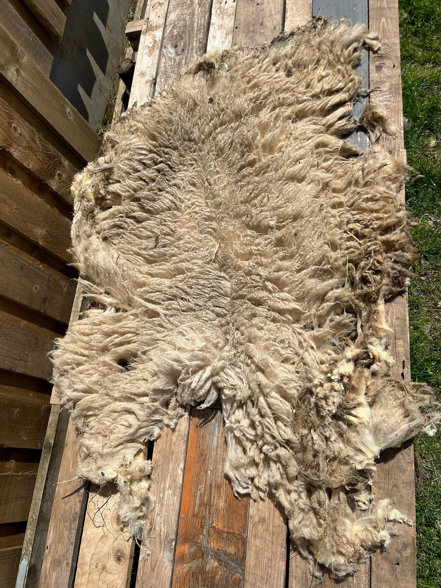 Hebridean Texel Cross Sheep Full Raw Fleece Spinning Felting Roving