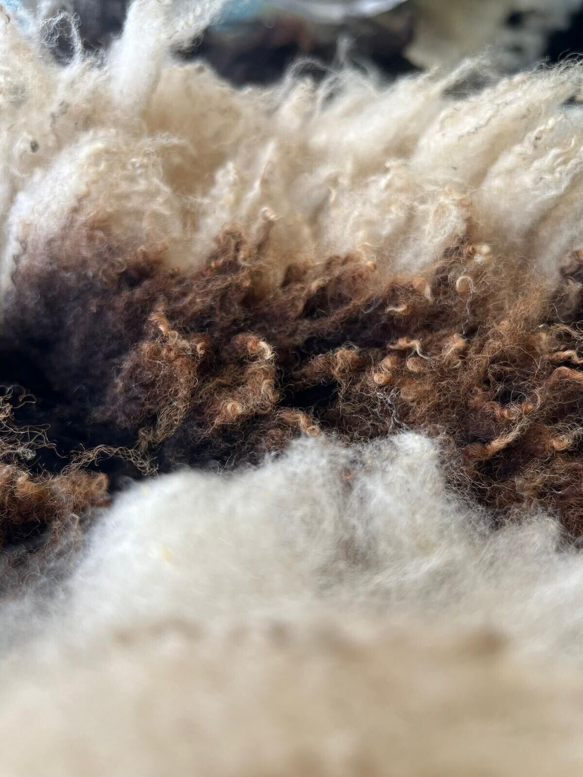 Jacob, Hebridean, & Ryeland Raw Wool Fleece for Spinning, Felting, Weaving, Nest