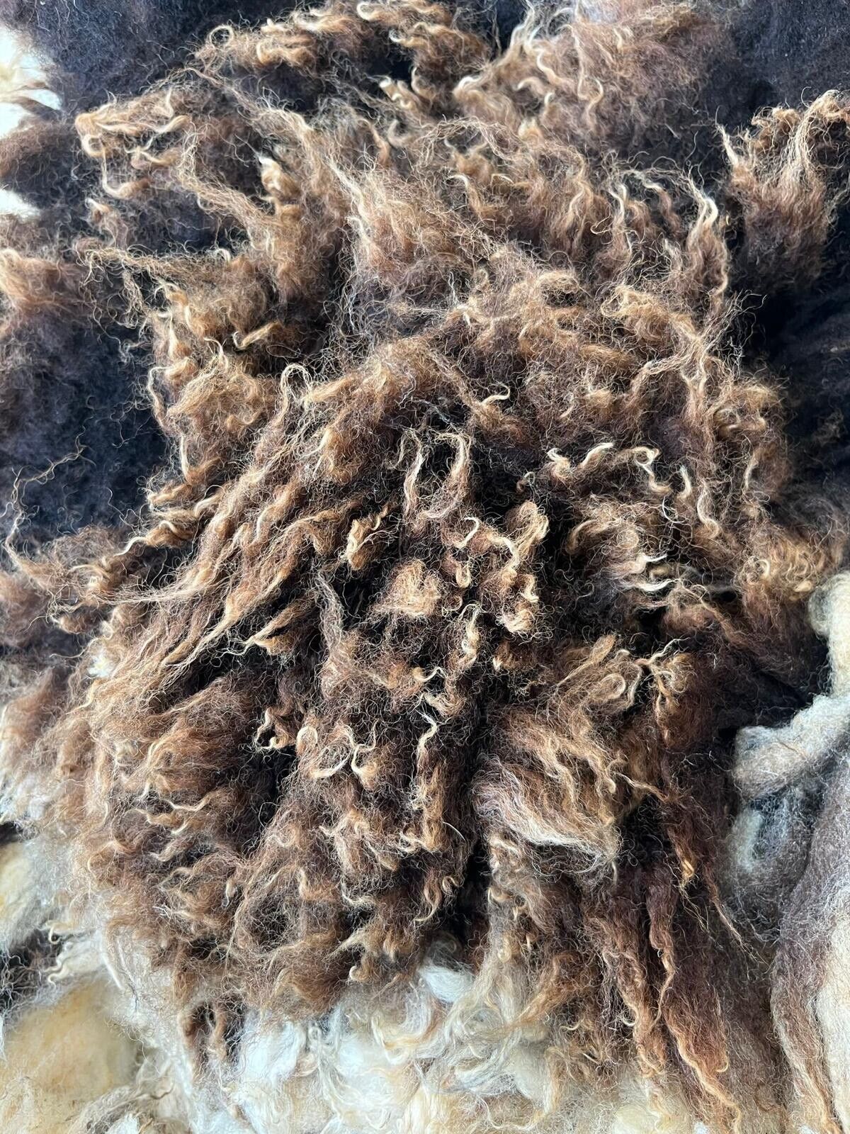 Jacob, Hebridean, & Ryeland Raw Wool Fleece for Spinning, Felting, Weaving, Nest