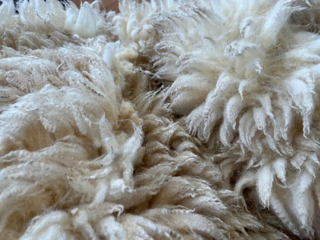 Jacob, Hebridean, & Ryeland Raw Wool Fleece for Spinning, Felting, Weaving, Nest