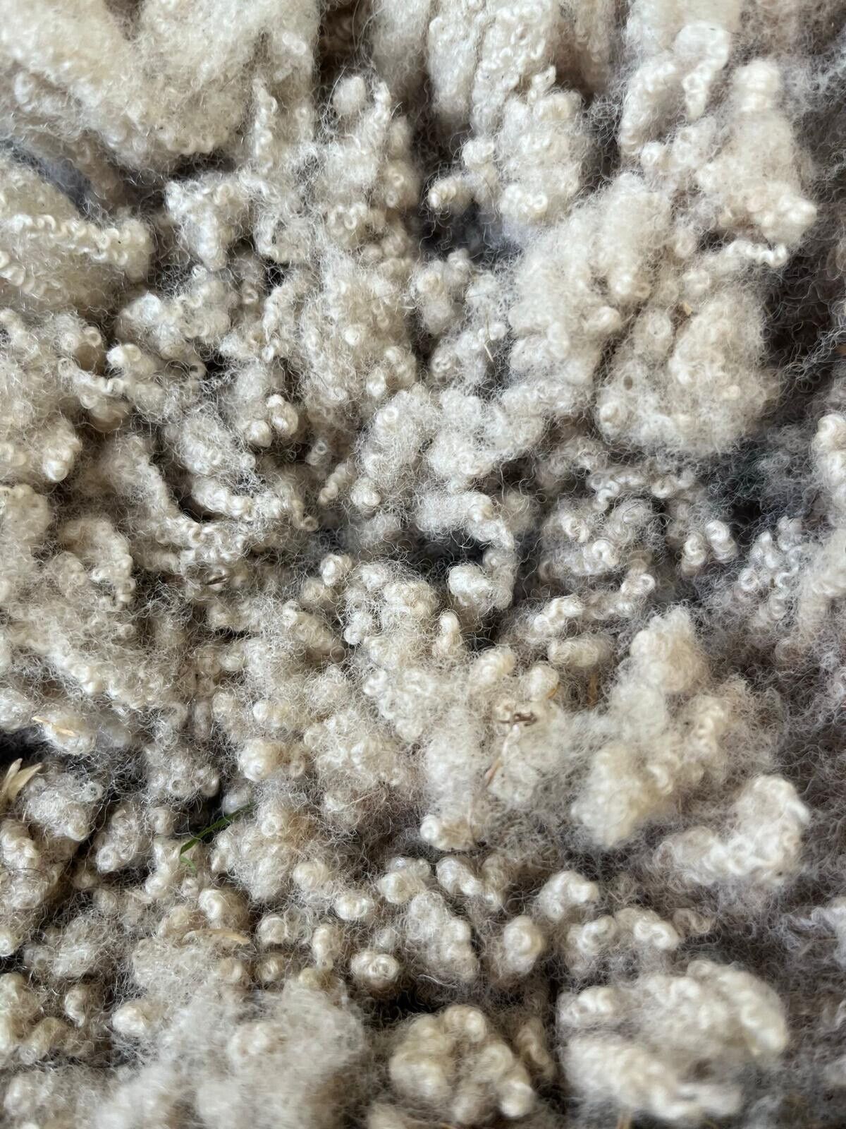 Jacob, Hebridean, & Ryeland Raw Wool Fleece for Spinning, Felting, Weaving, Nest