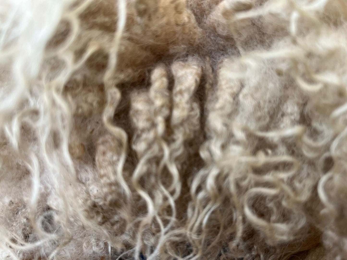 Jacob, Hebridean, & Ryeland Raw Wool Fleece for Spinning, Felting, Weaving, Nest