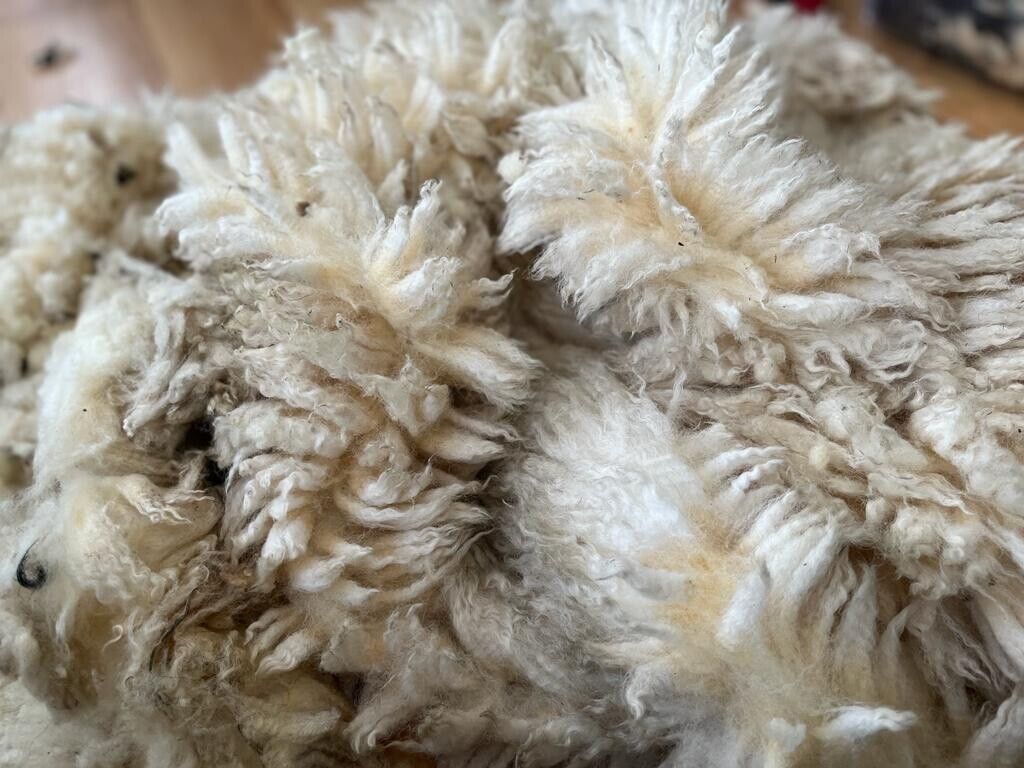 Jacob, Hebridean, & Ryeland Raw Wool Fleece for Spinning, Felting, Weaving, Nest