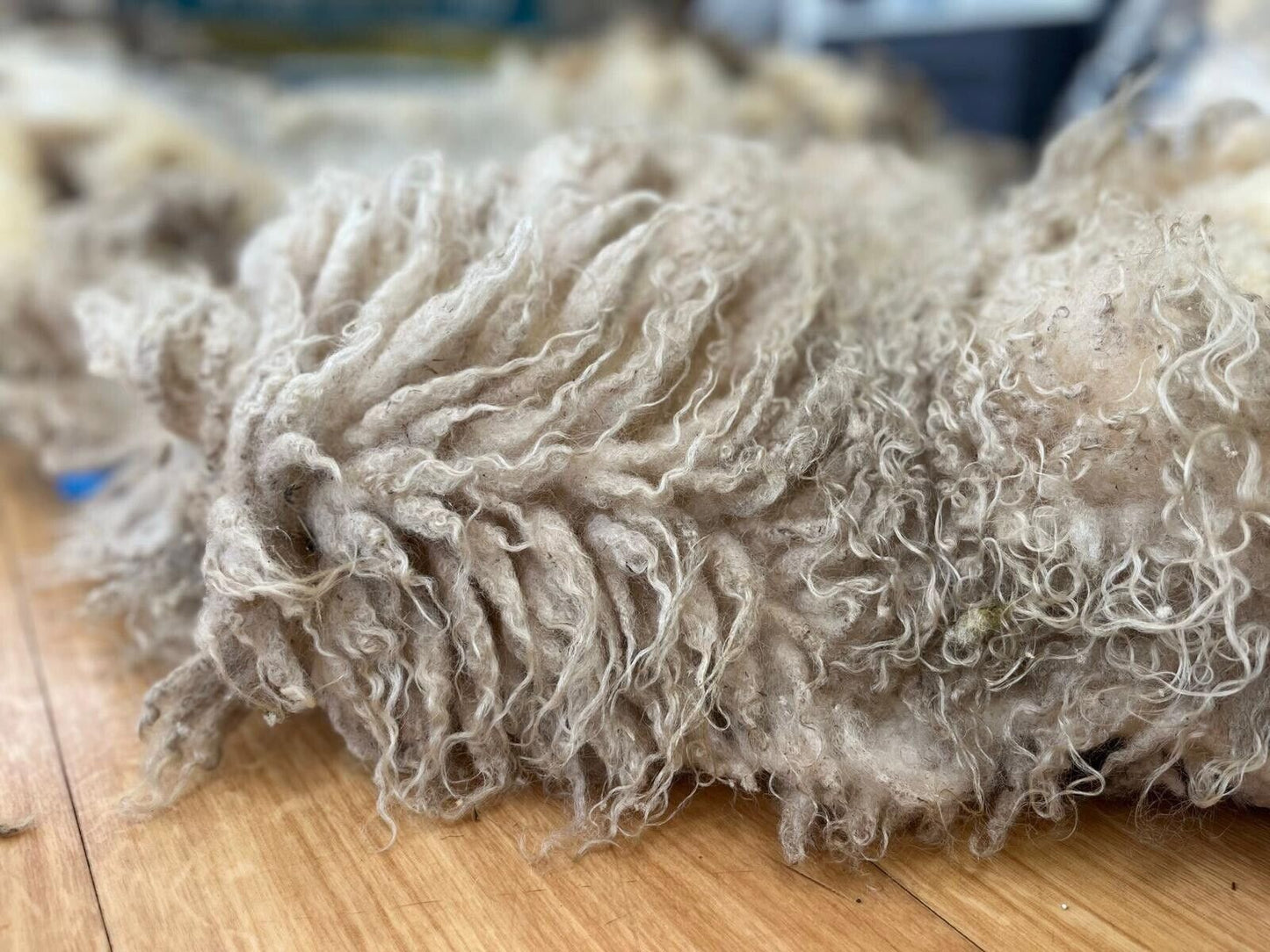 Jacob, Hebridean, & Ryeland Raw Wool Fleece for Spinning, Felting, Weaving, Nest