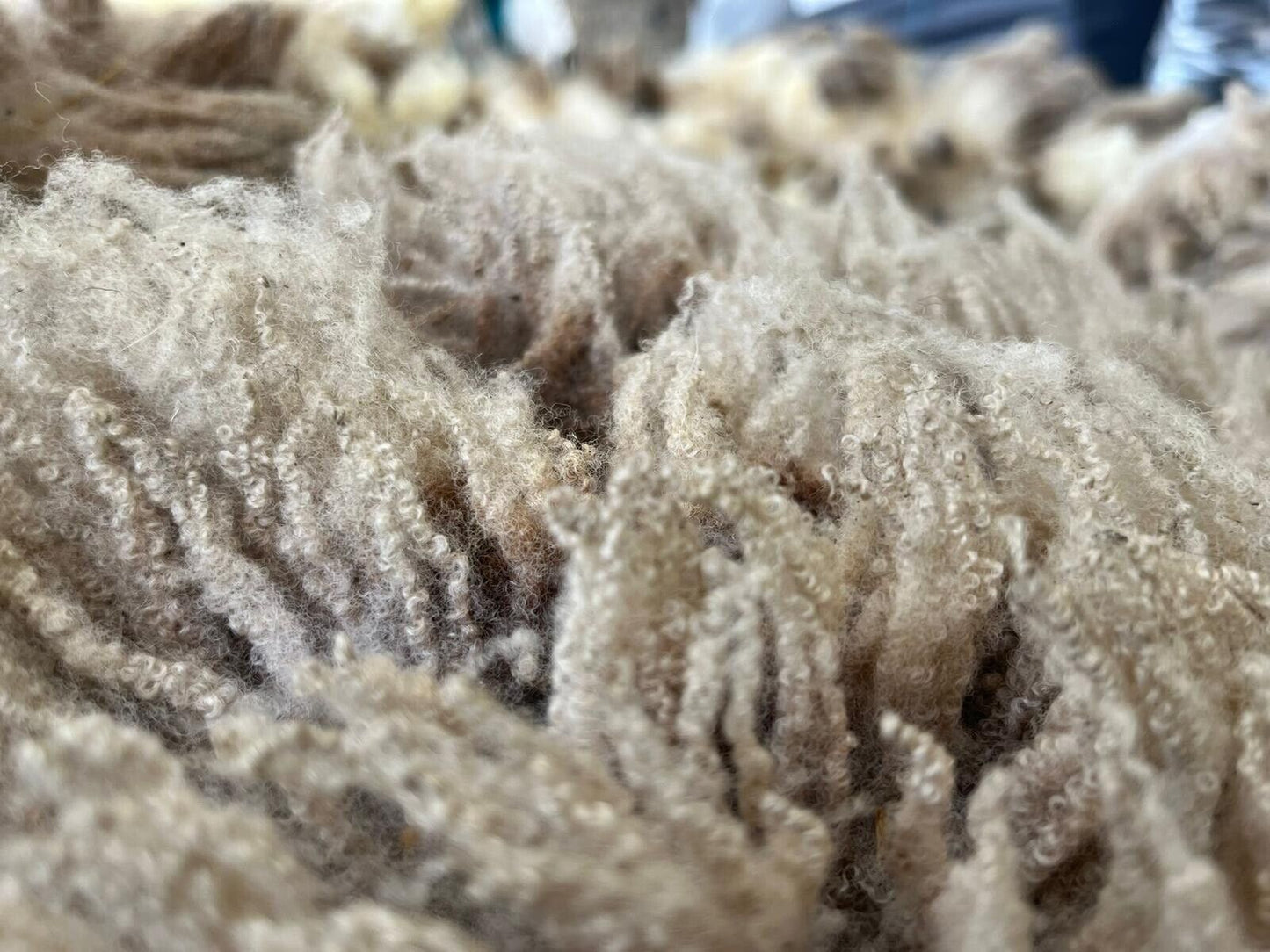 Jacob, Hebridean, & Ryeland Raw Wool Fleece for Spinning, Felting, Weaving, Nest