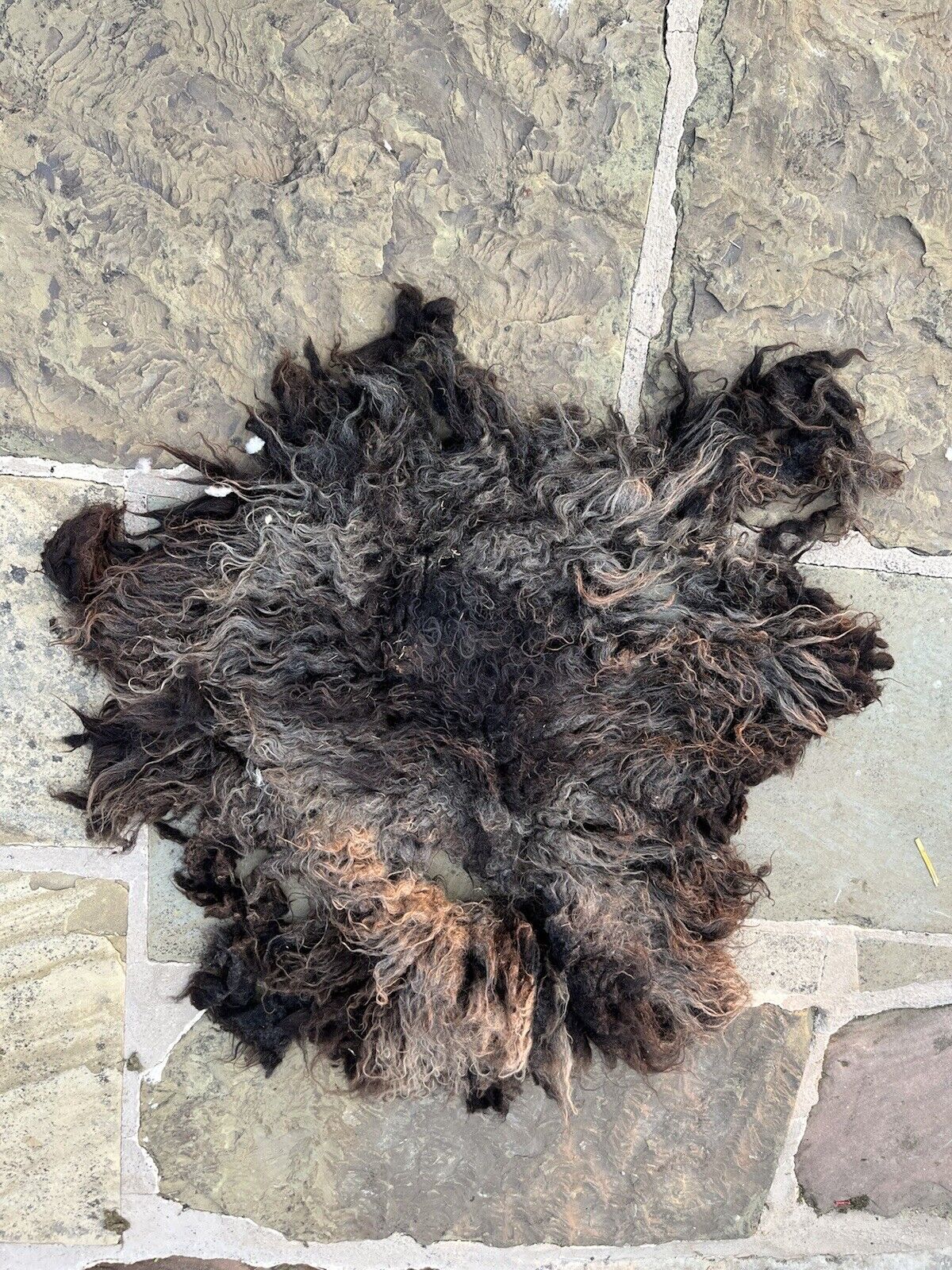 Hebridean Sheep Full Raw Fleece Spinning Felting Roving