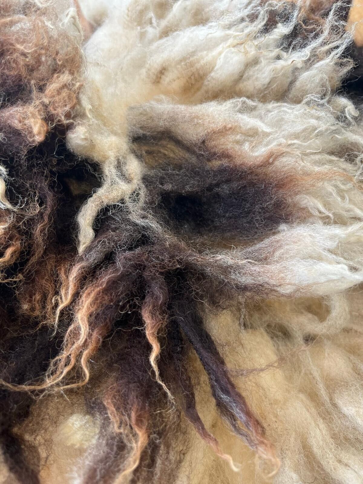 Jacob, Hebridean, & Ryeland Raw Wool Fleece for Spinning, Felting, Weaving, Nest