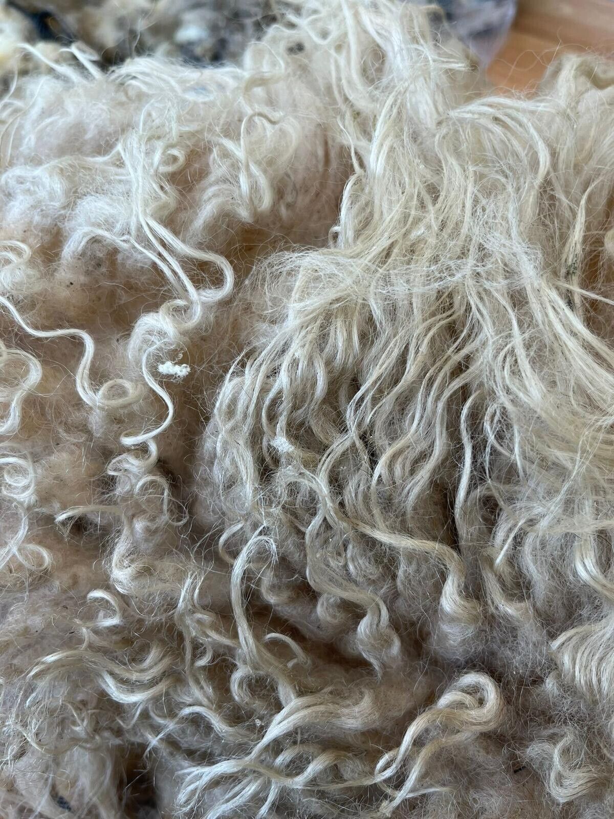 Jacob, Hebridean, & Ryeland Raw Wool Fleece for Spinning, Felting, Weaving, Nest