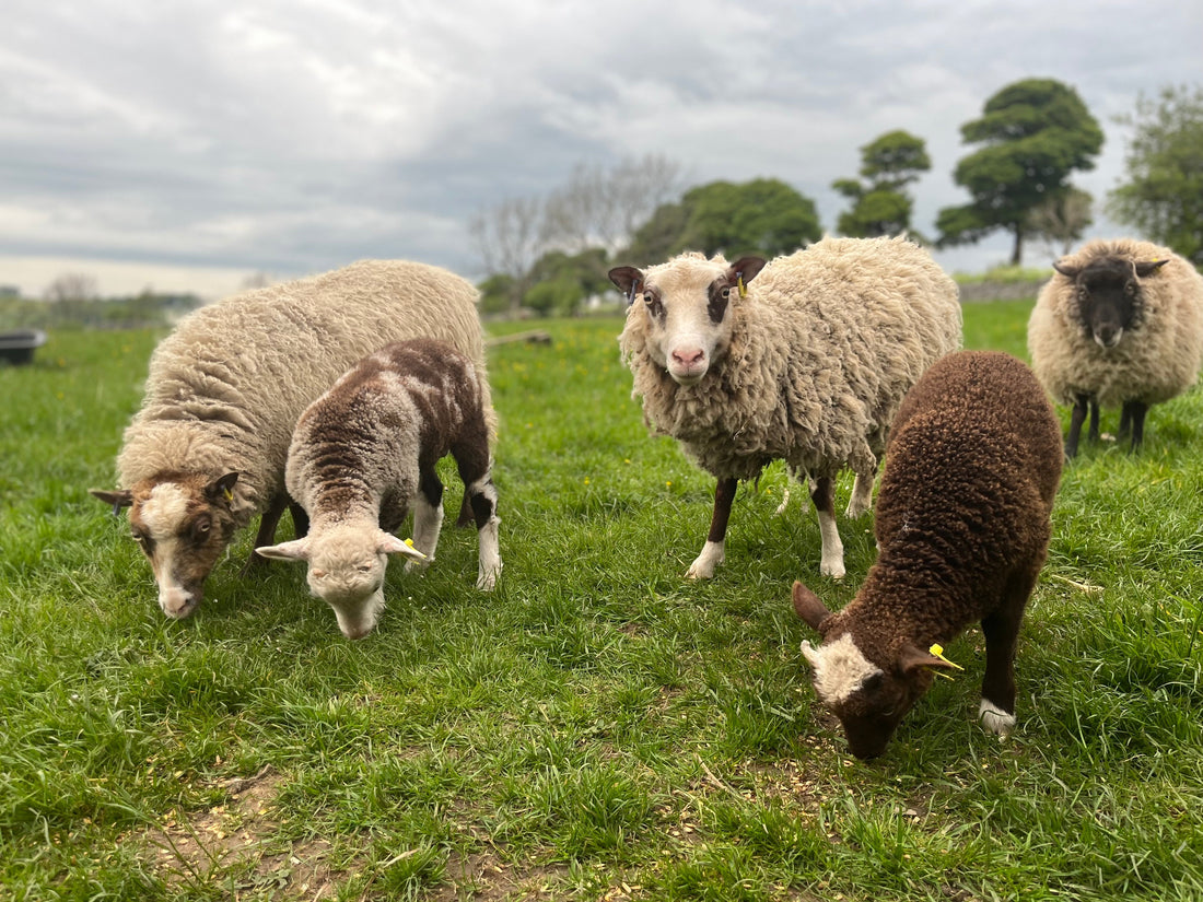 Your Guide To British Native Sheep Breeds – White Peak Living