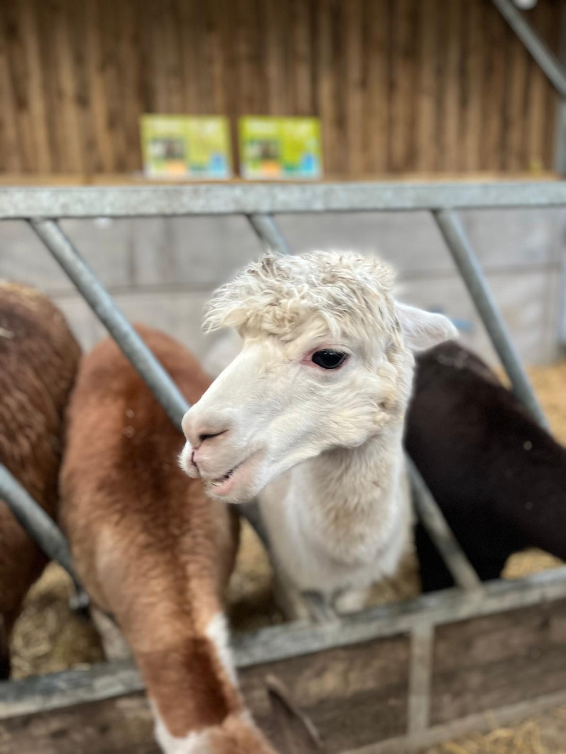 Matlock Farm Park