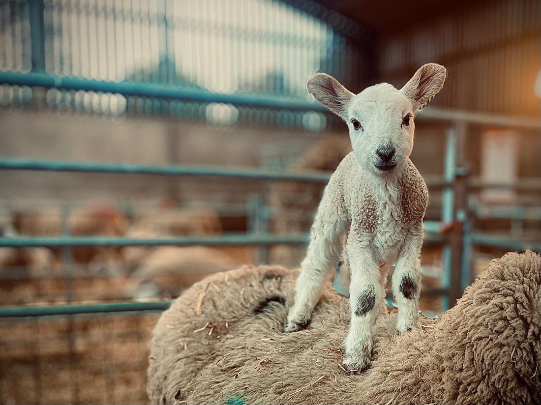 Preparing for Lambing