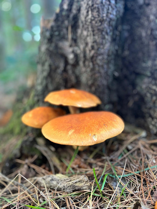 Fungi Finds in Our Hay Meadows — and What Else You Might Discover in the Peak District