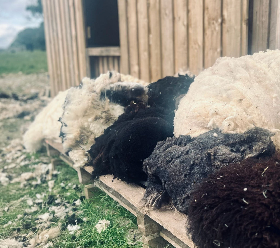 Peak District Shearing Time: Life on the Smallholding in Early Summer