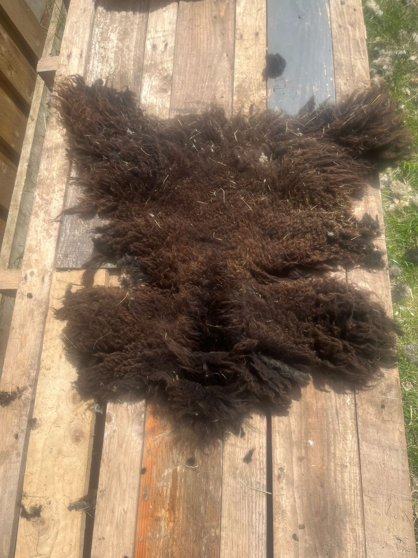 Hebridean Sheep Full Raw Fleece Spinning Felting Roving