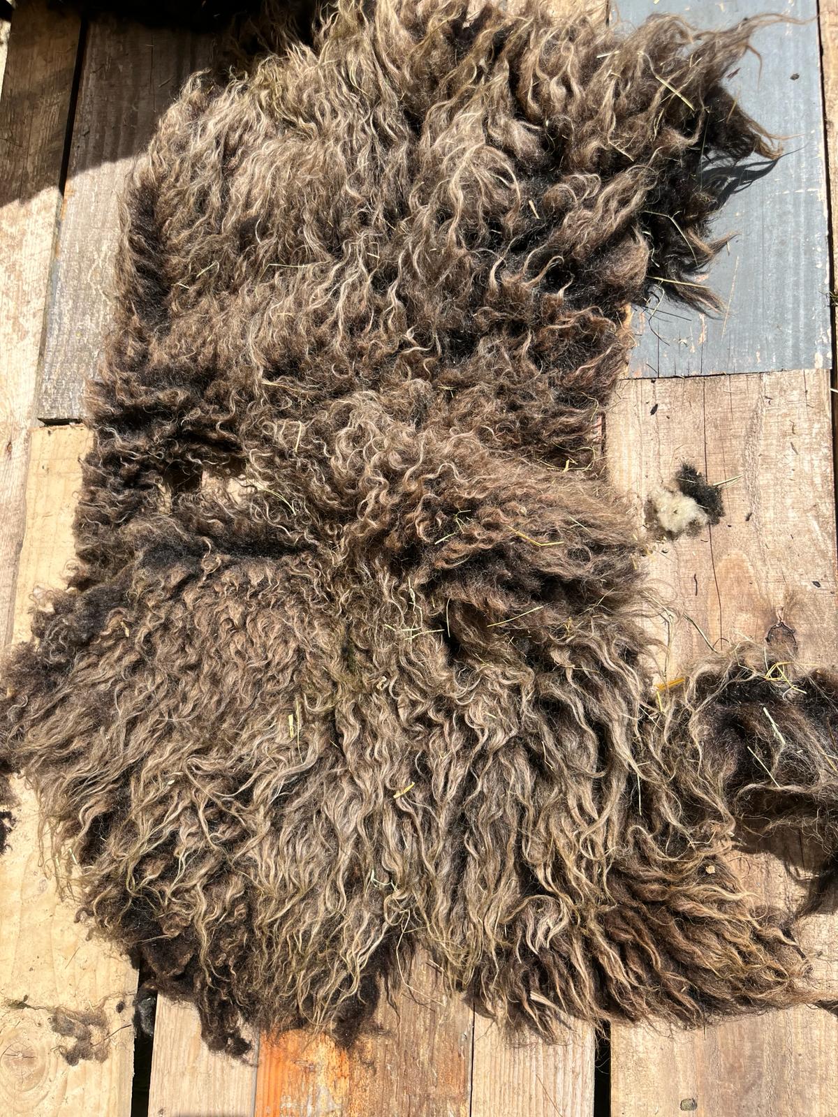Hebridean Sheep Full Raw Fleece Spinning Felting Roving