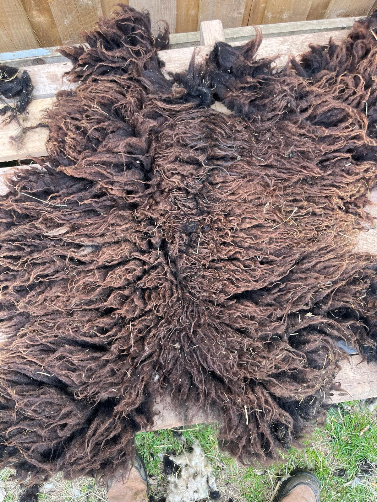 Hebridean Sheep Full Raw Fleece Spinning Felting Roving