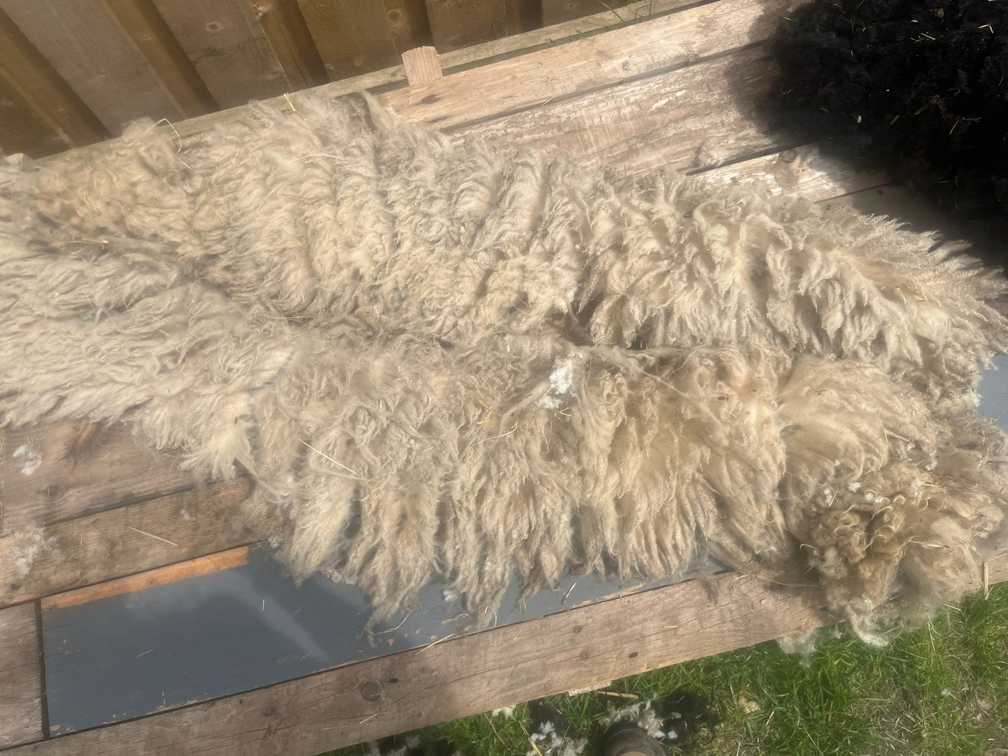 Hebridean Texel Cross Sheep Full Raw Fleece Spinning Felting Roving