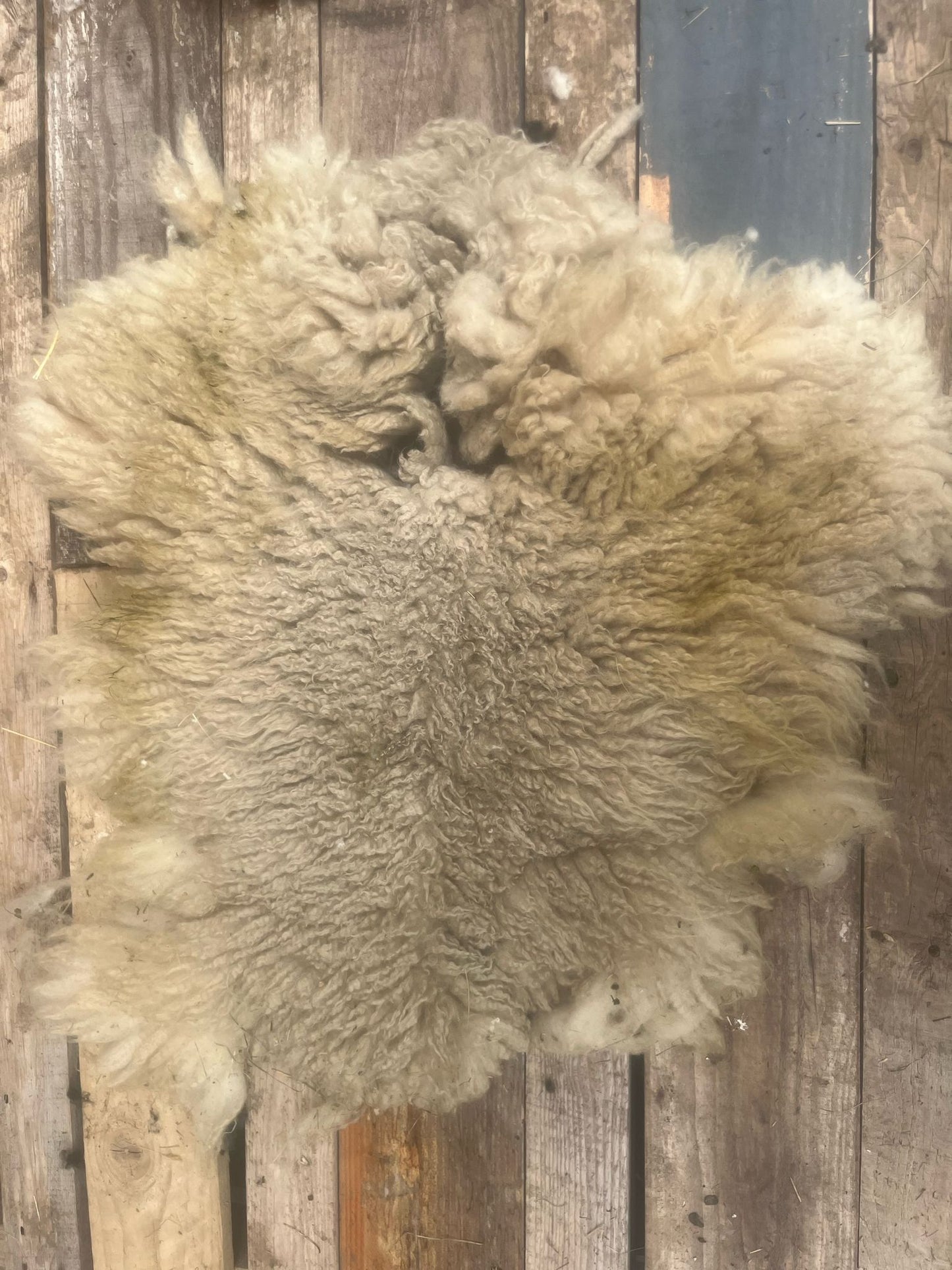 Hebridean Texel Cross Sheep Full Raw Fleece Spinning Felting Roving