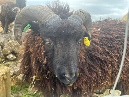 Hebridean Rams - Bolt and Rex