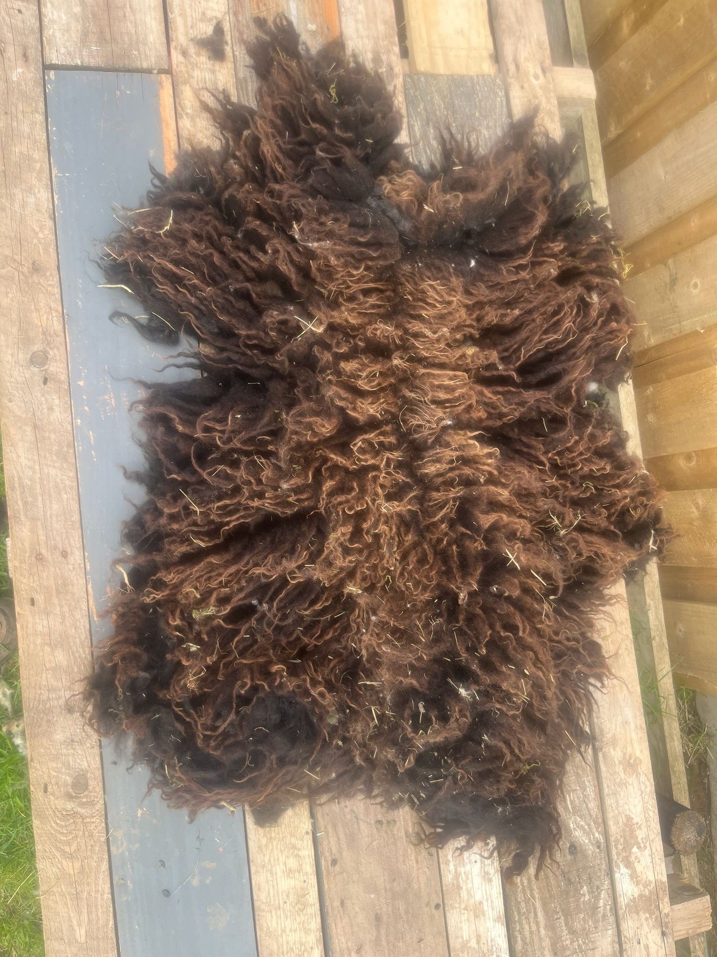 Hebridean Sheep Full Raw Fleece Spinning Felting Roving