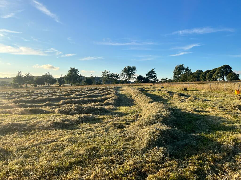 Gorgeous, Natural Meadow Hay Perfect for Small Animal Fodder, Bedding, & Food