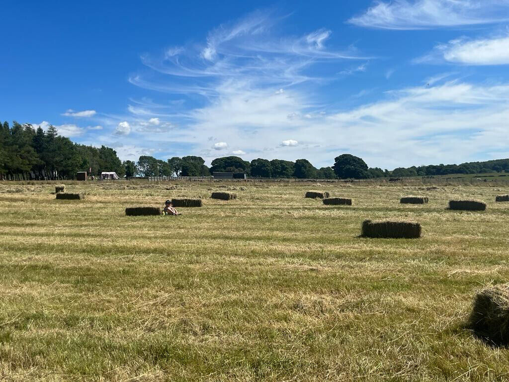 Gorgeous, Natural Meadow Hay Perfect for Small Animal Fodder, Bedding, & Food