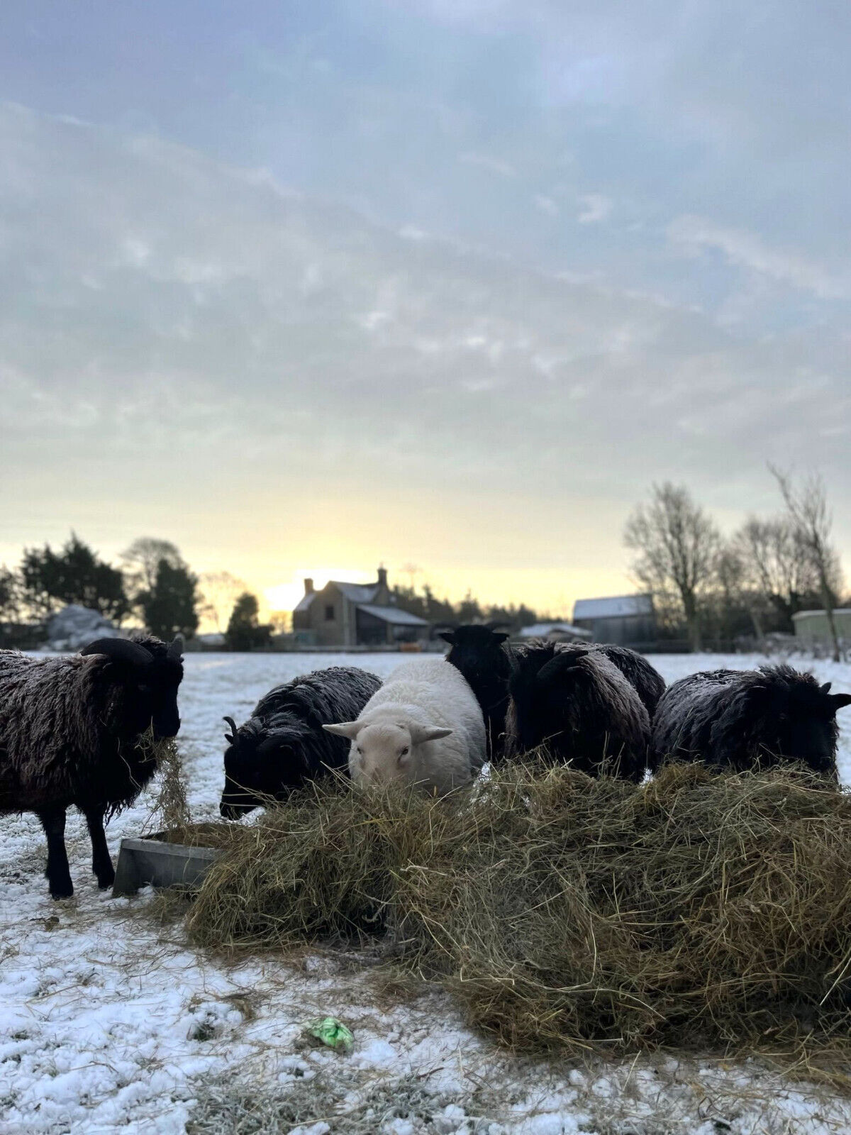 Gorgeous, Natural Meadow Hay Perfect for Small Animal Fodder, Bedding, & Food