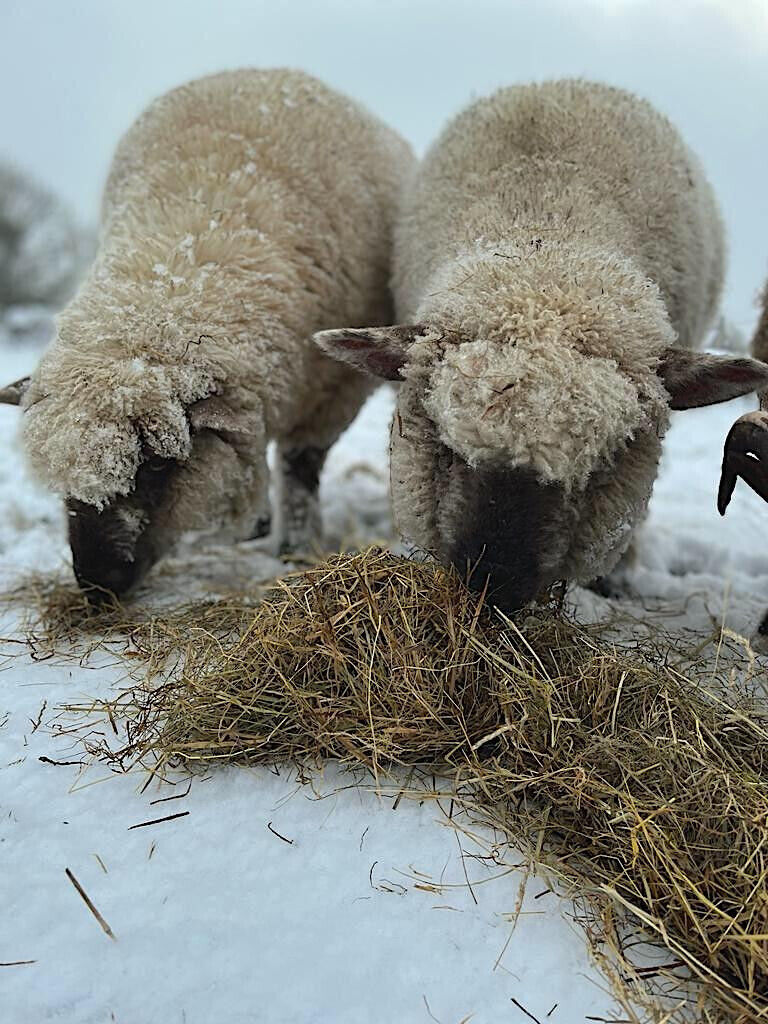 Gorgeous, Natural Meadow Hay Perfect for Small Animal Fodder, Bedding, & Food