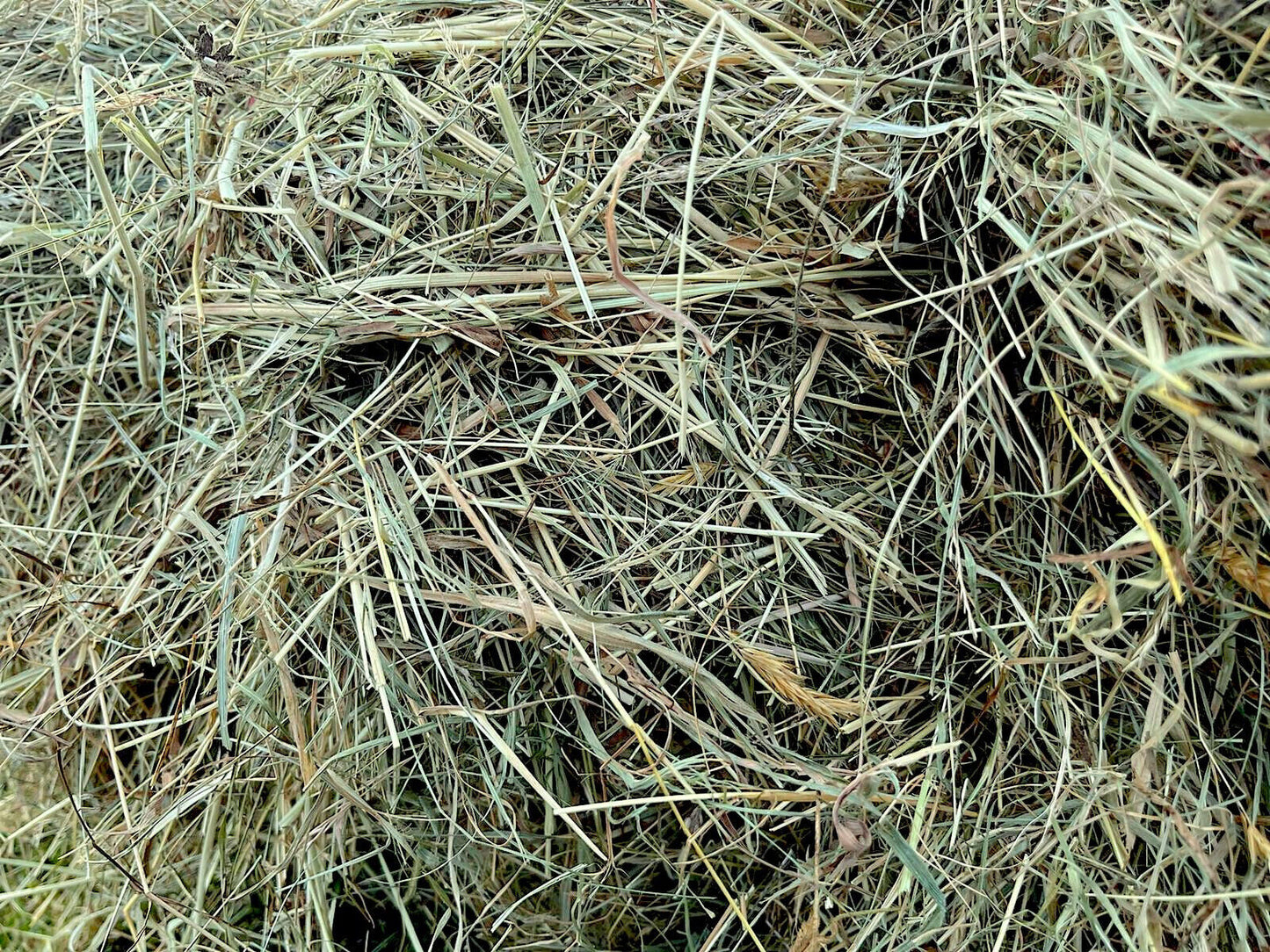 Gorgeous, Natural Meadow Hay Perfect for Small Animal Fodder, Bedding, & Food