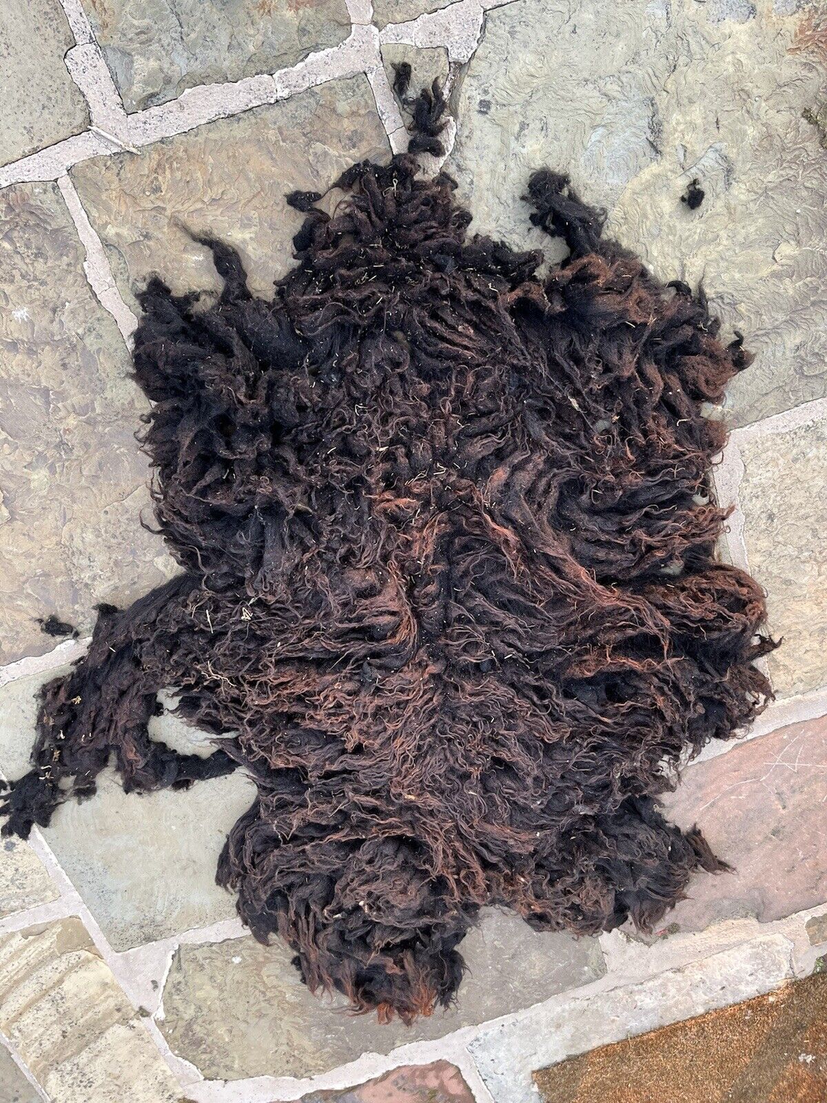 Hebridean Sheep Full Raw Fleece Spinning Felting Roving